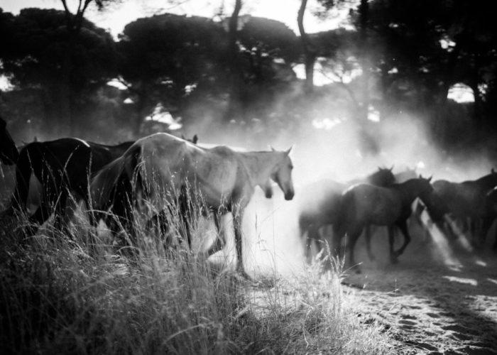Manuel Naranjo Martell - SACA 1504, The Root of American Horse Culture