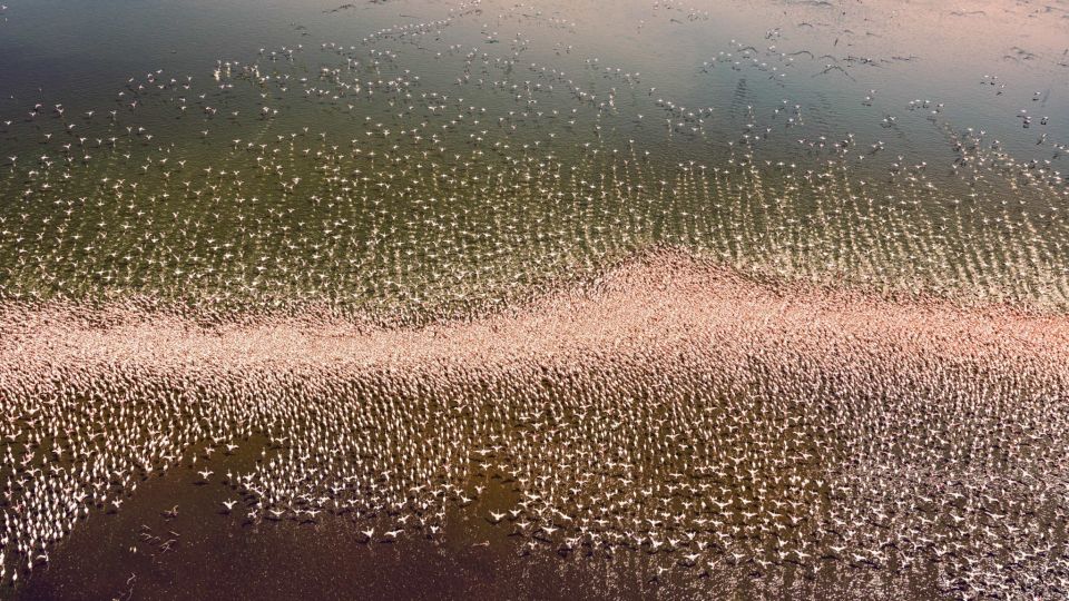 Catherine Wingfield, Ndoto, Flamboyance © Catherine Wingfield / Gallery Eight