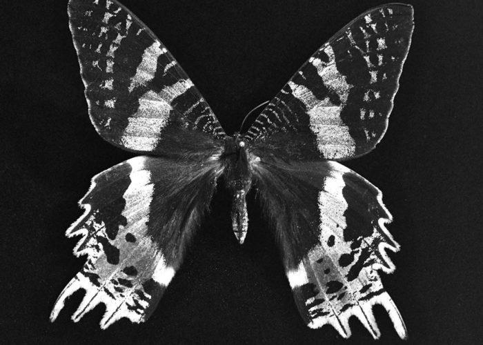 Société des Amis du Musée Nicéphore Niépce : Jacques Revon : Photographic Development – Black & White Film – Natural & Eco-friendly