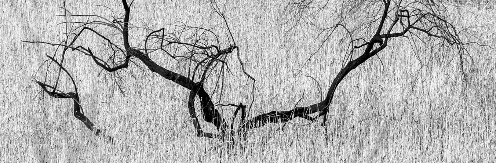 © Ato Misa